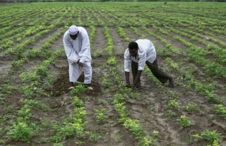 السودان تنفي أزمات الغذاء وتؤكد تحقيق فائض في محصول الذرة 